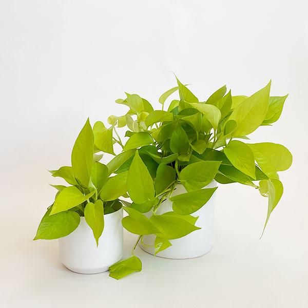 Golden Money Plant - Image 3