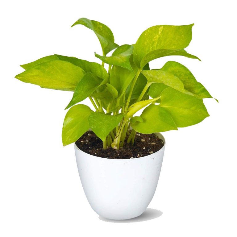 golden money plant