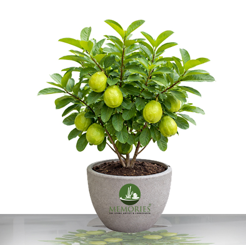 guava