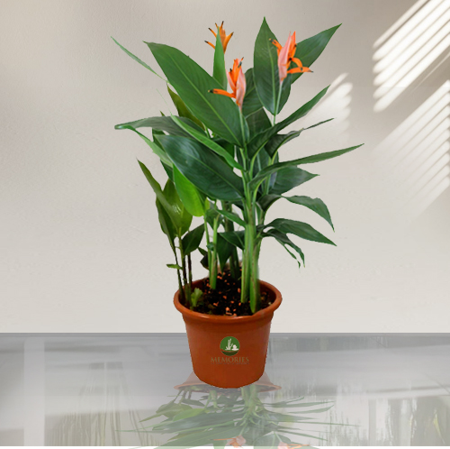 Heliconia