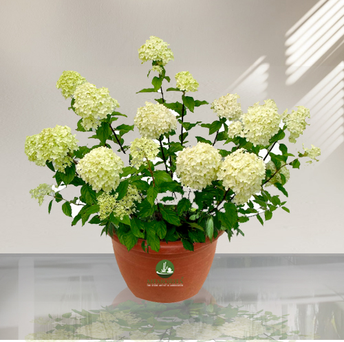 hydrangea plant
