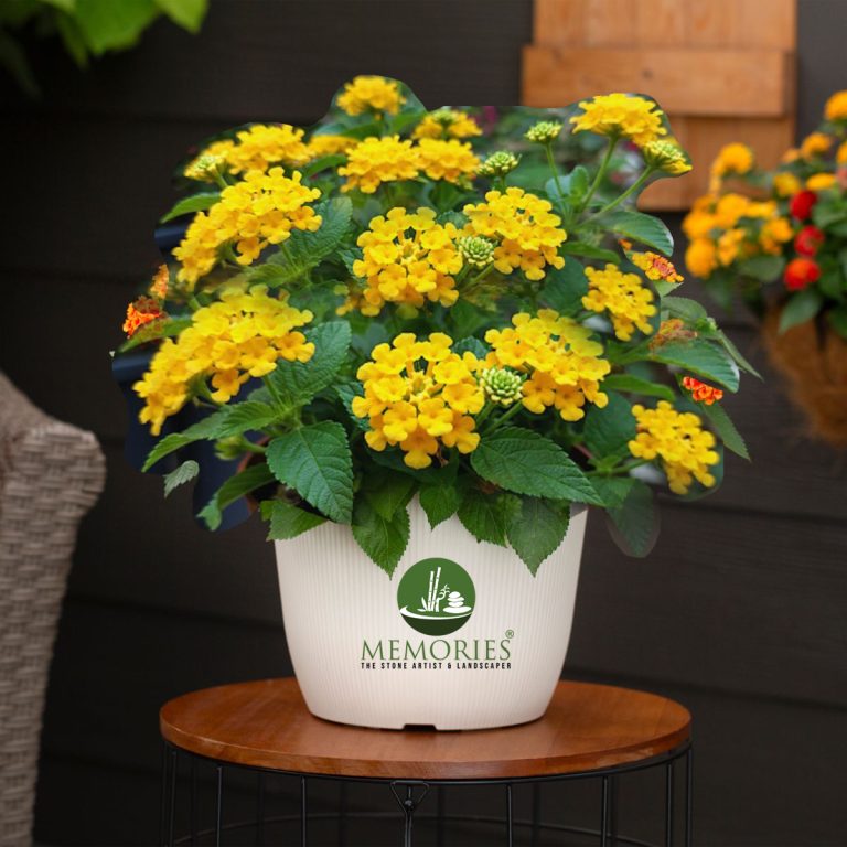 lantana plant