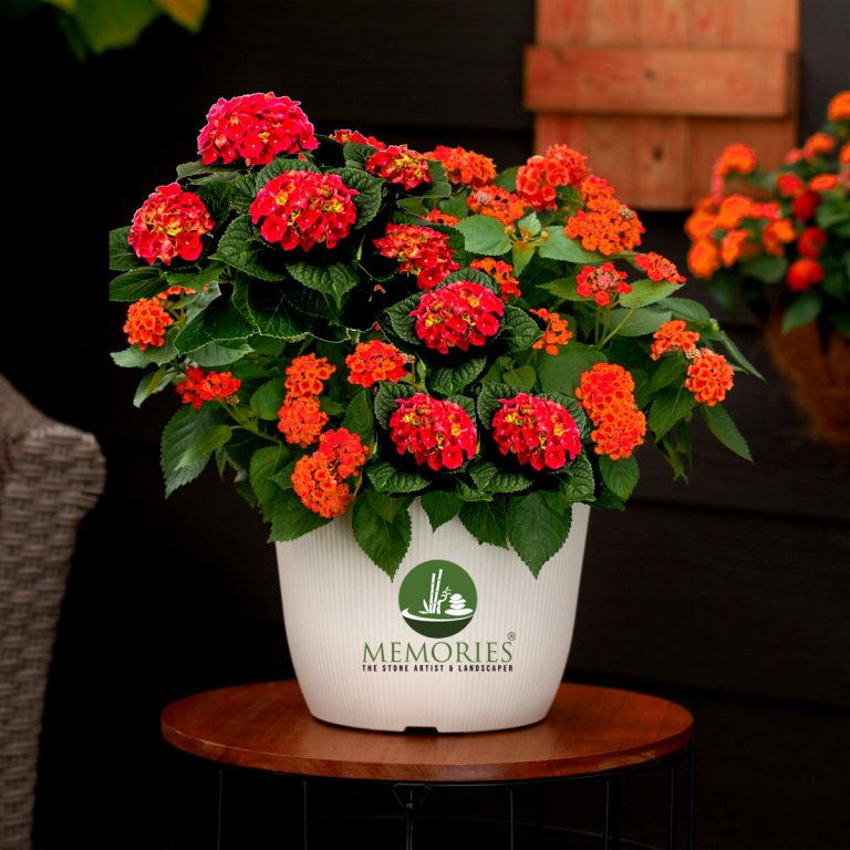 lantana plant red