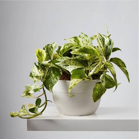 marble money plant