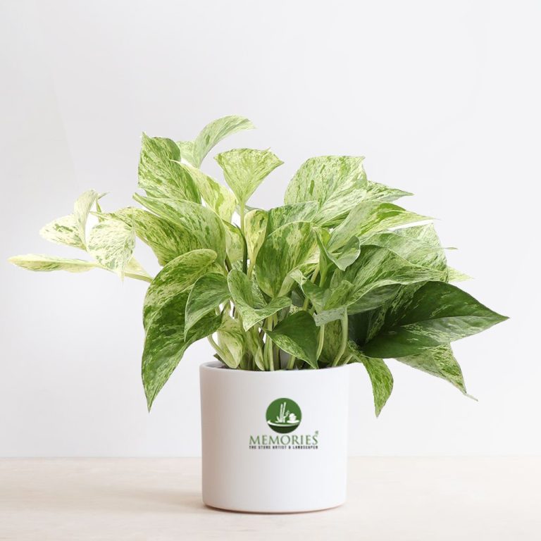 marble money plant