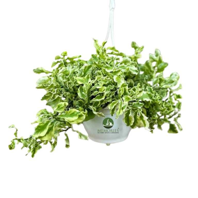 pedilanthus