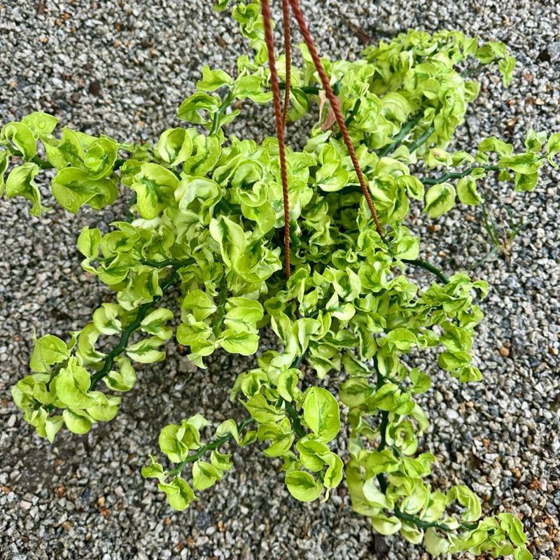 Pedilanthus - Image 3