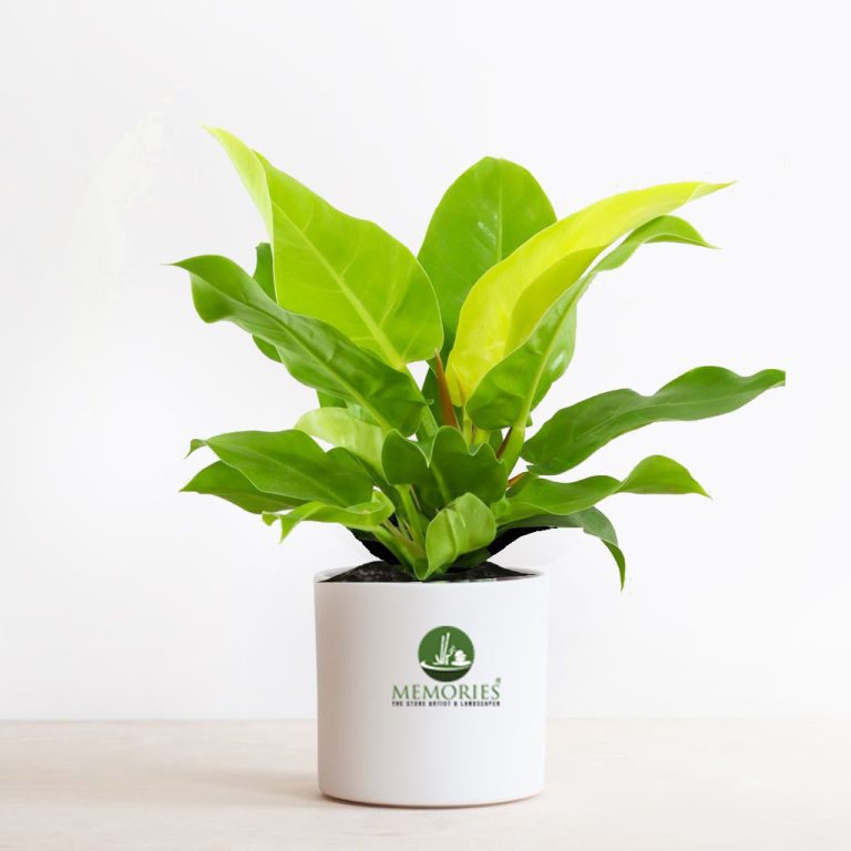 philodendron moonshine