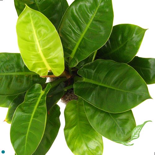 philodendron moonshine