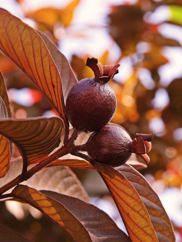Red Apple Guava - Image 3