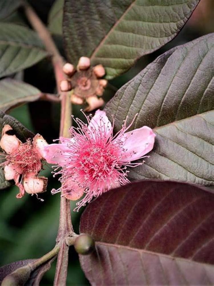 Red apple guava plant