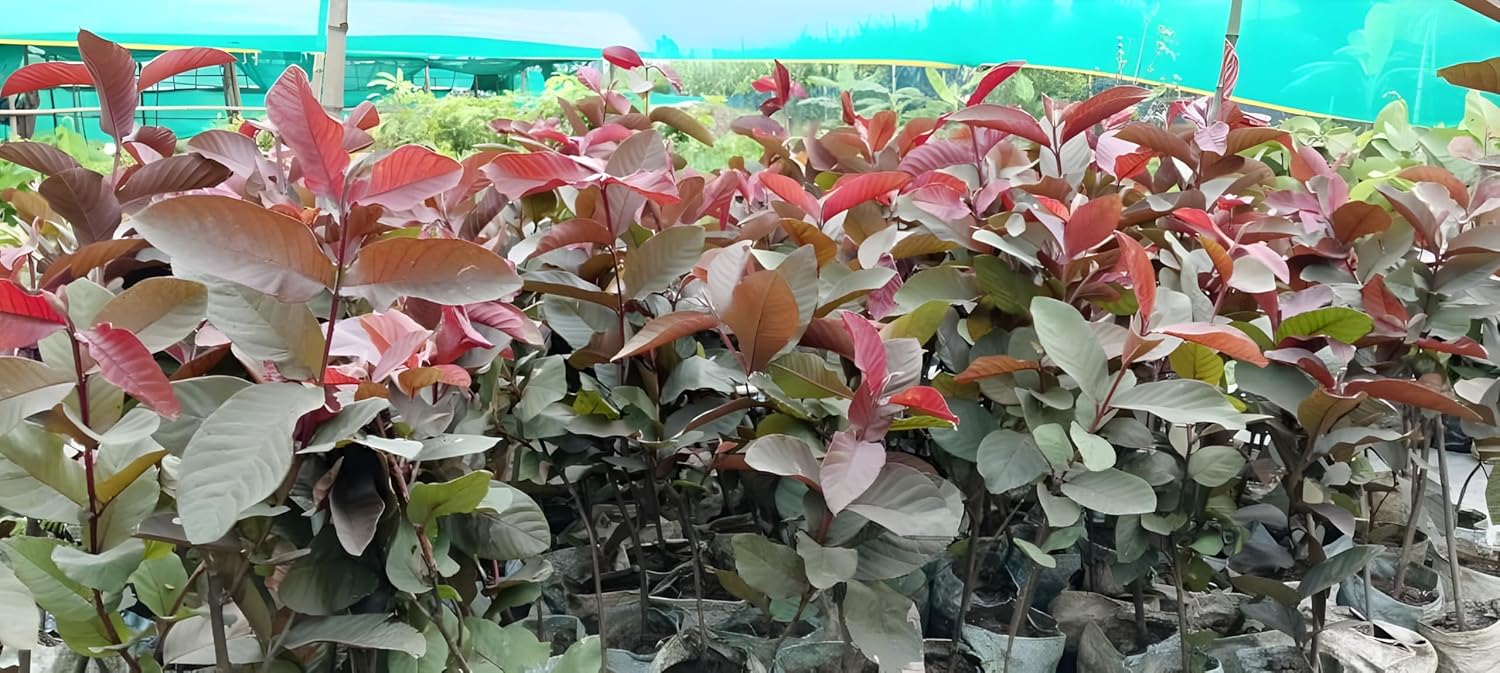 Red Apple Guava - Image 4