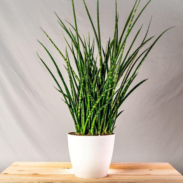 sansevieria mikado