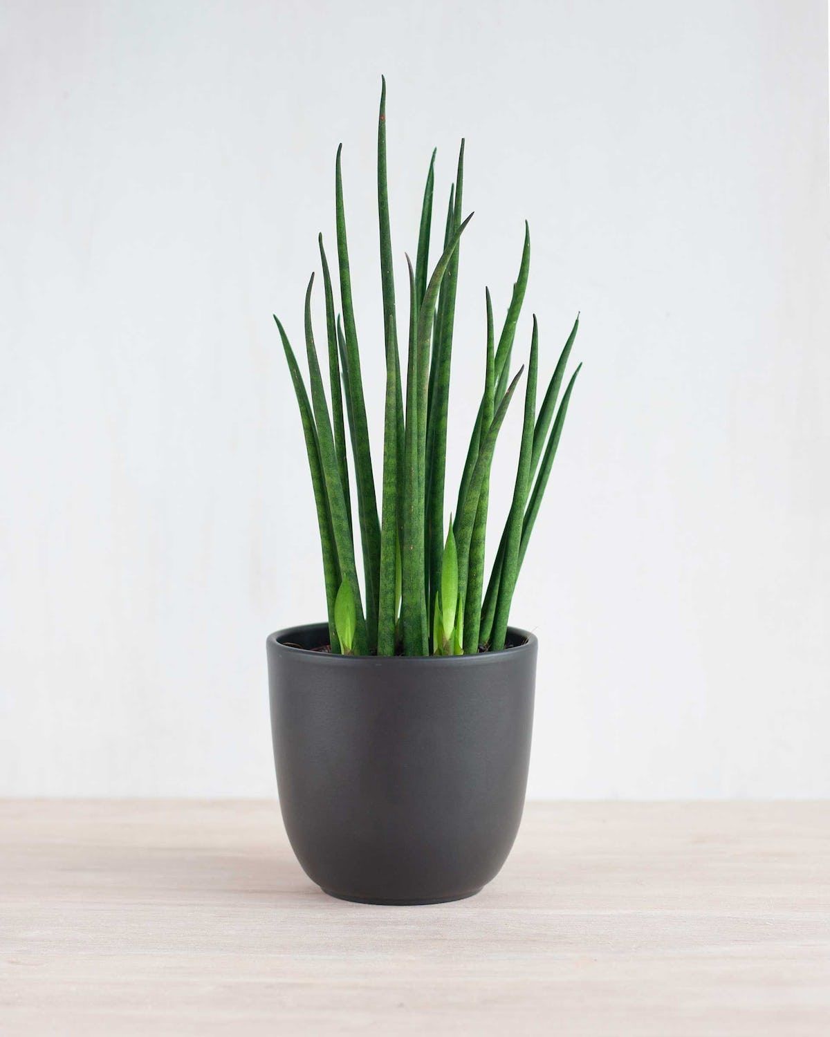 Sansevieria Mikado - Image 3