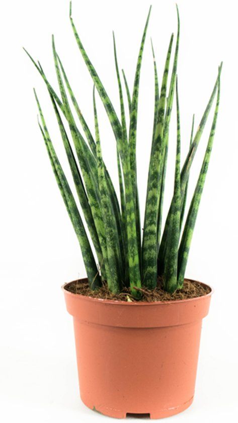 Sansevieria Mikado - Image 4