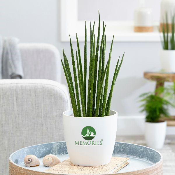 sansevieria mikado