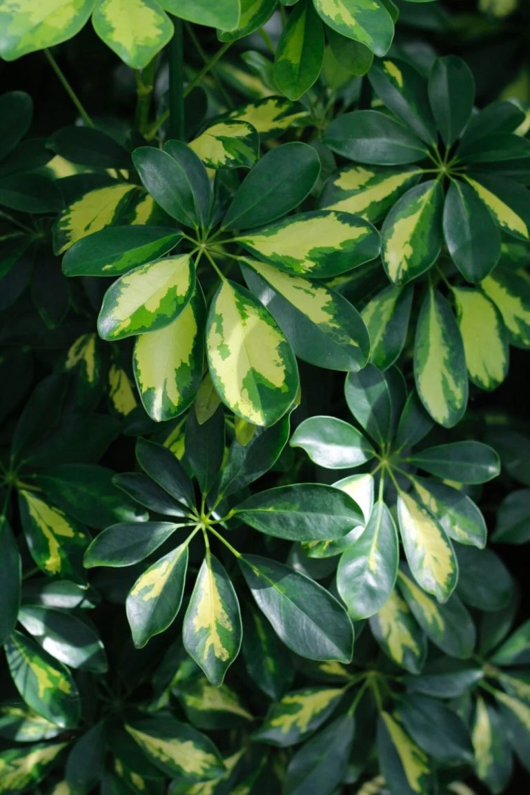 schefflera golden green