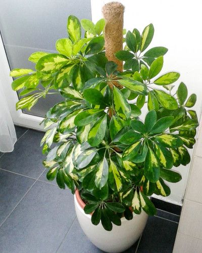 Schefflera Golden Green - Image 4