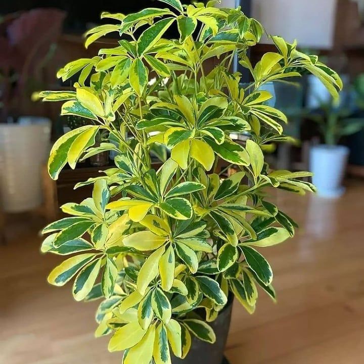 Schefflera Golden Green - Image 5
