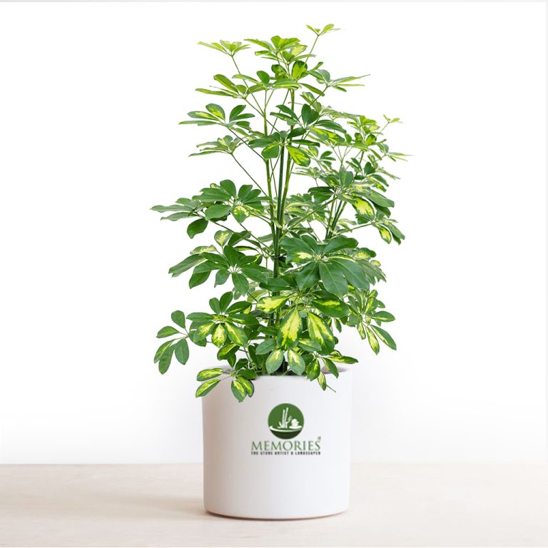 schefflera golden green