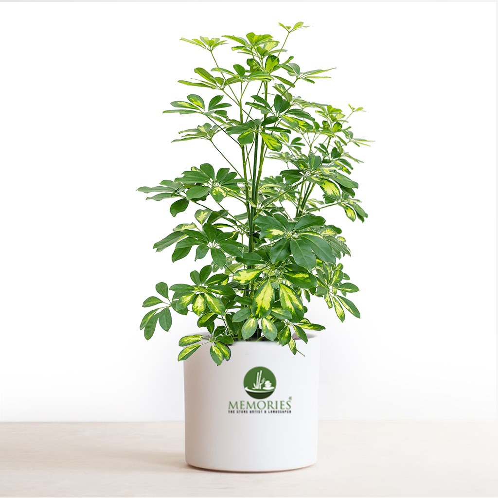 Schefflera Golden Green