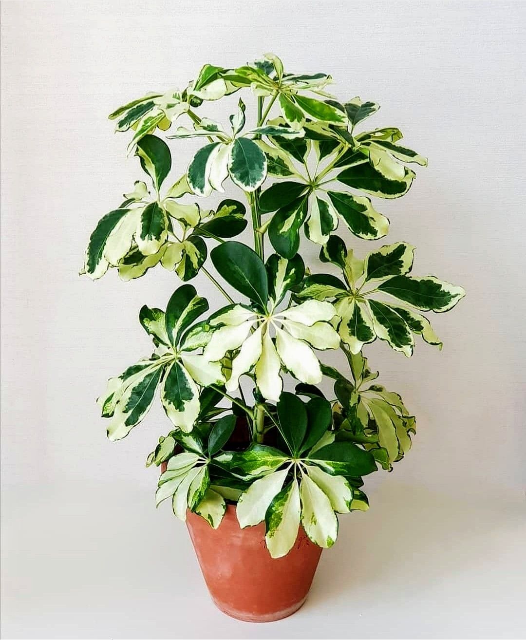 Schefflera Golden Green - Image 6