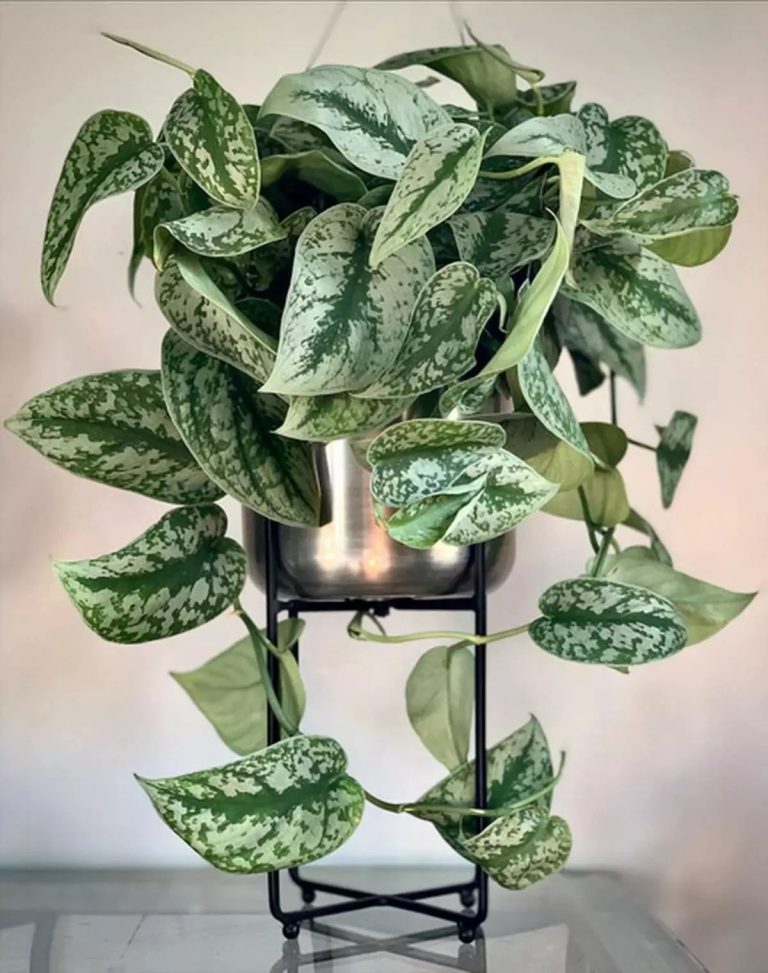 scindapsus plant