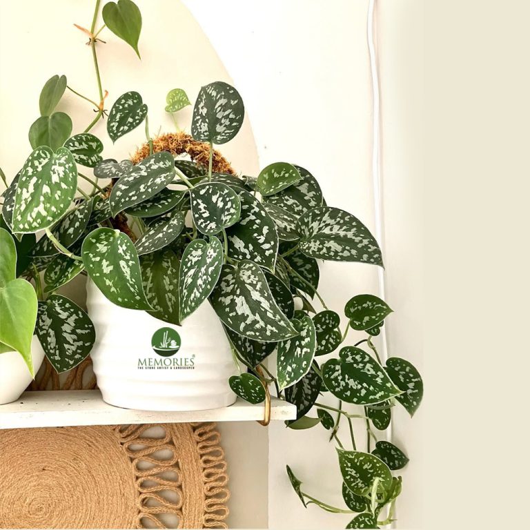 scindapsus plant