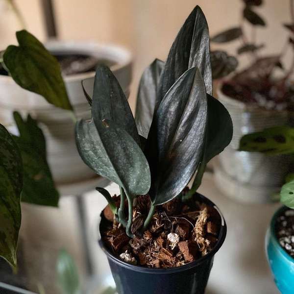 scindapsus treubii dark