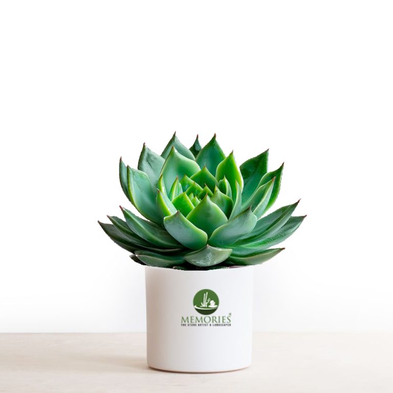 succulent plant