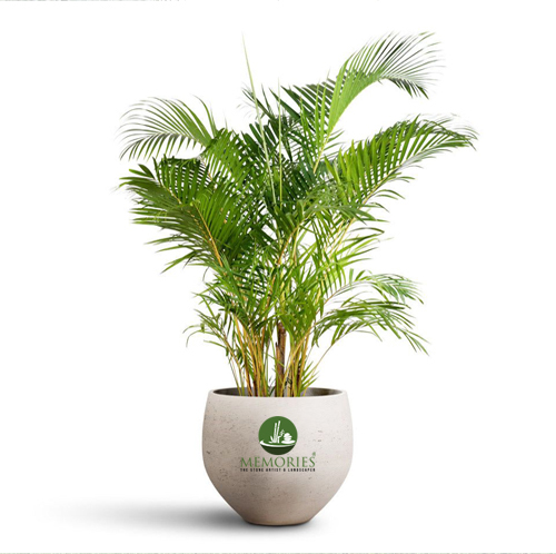 yellow palm