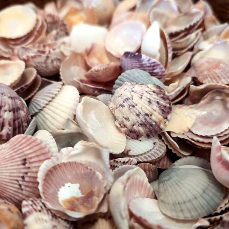 Natural Chippy Shells 1