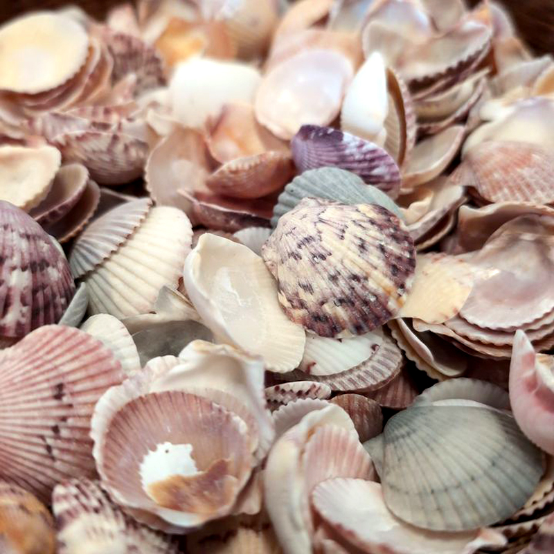 Natural Chippy Shells - Image 2