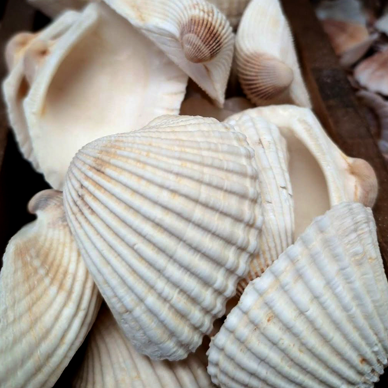 Natural Chippy Shells - Image 3