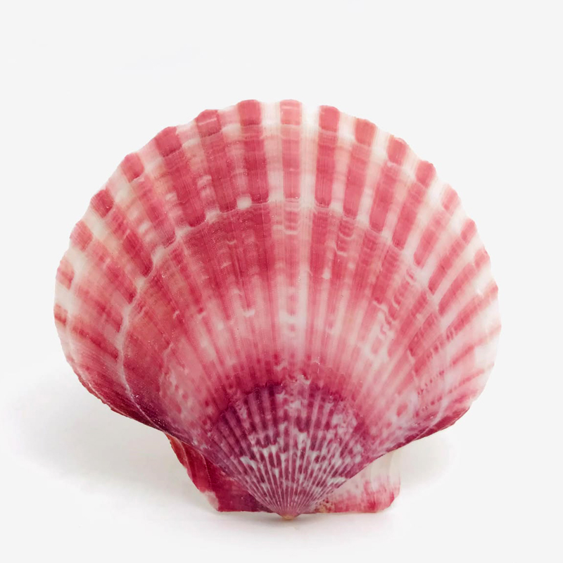 Natural Chippy Shells - Image 4