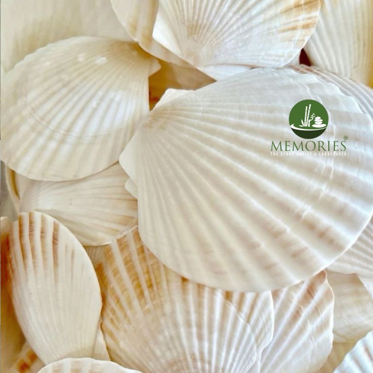 Natural Chippy Shells 1