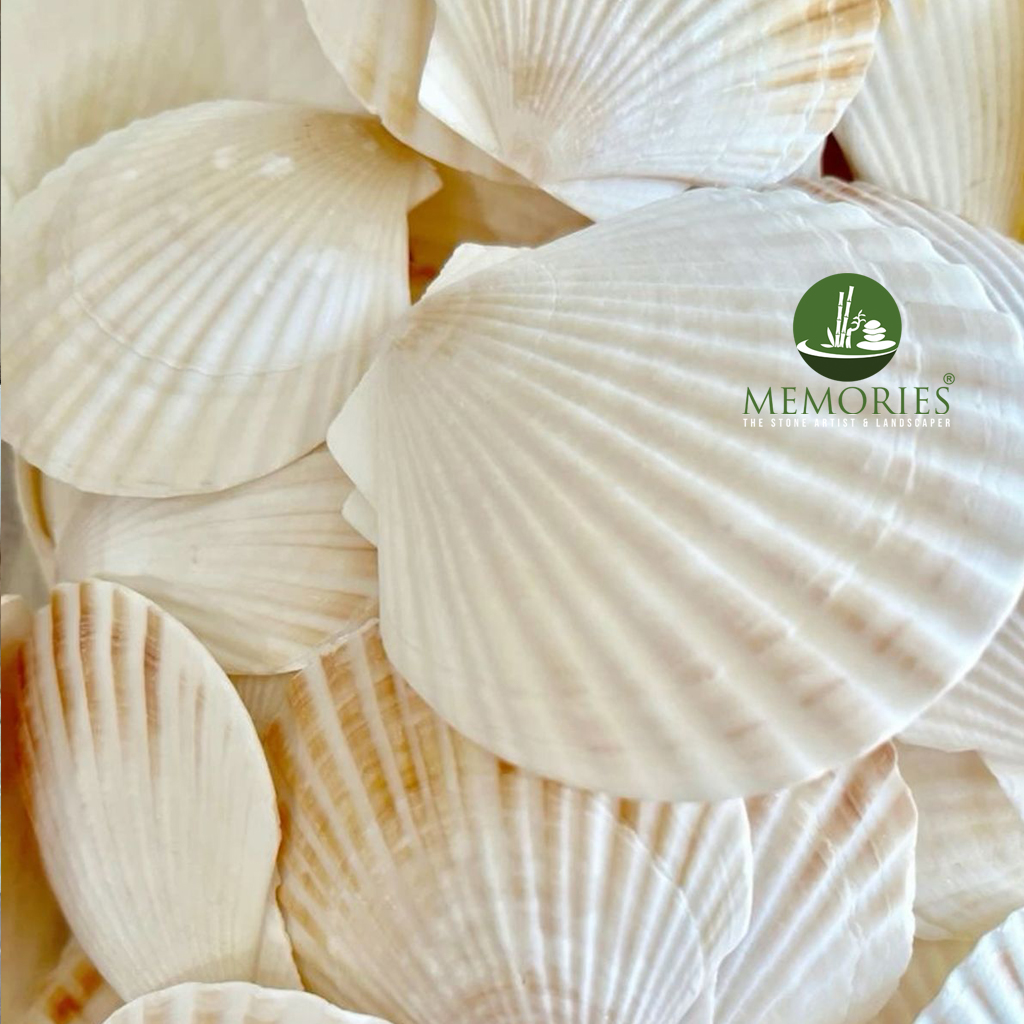 Natural Chippy Shells
