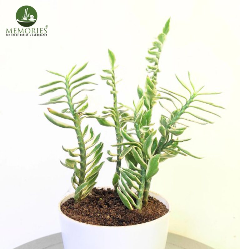 pedilanthus plant 1